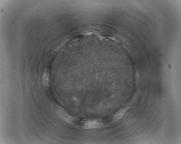 X0000078840177200611201322