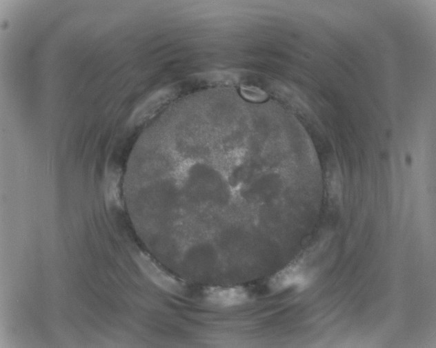 X0000078840185200611201322