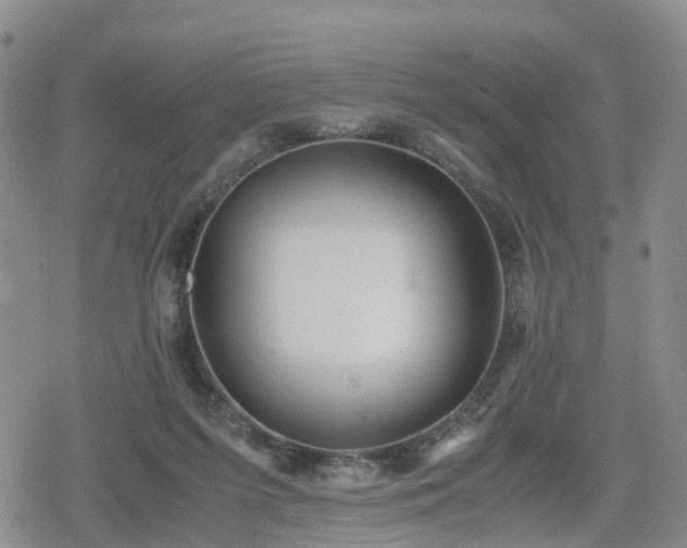 X0000078840215200611201321