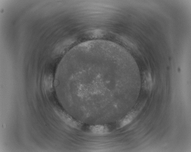 X0000078840230200611201321