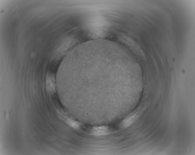 X0000078840240200611201321