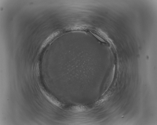 X0000078840250200611201320