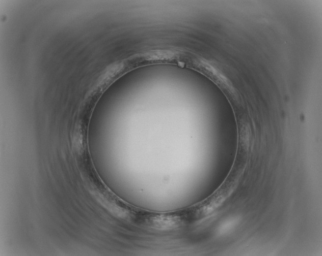 X0000078840261200611201321