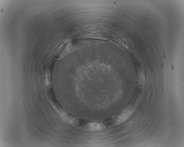 X0000078840272200611201321