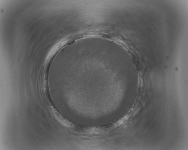 X0000078840293200611201320