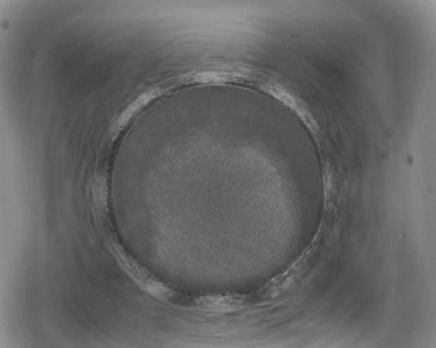 X0000078840297200611201320