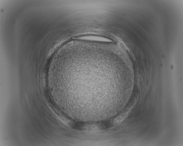 X0000078840299200611201320