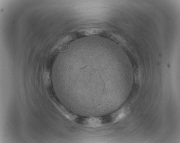 X0000078840327200611201320