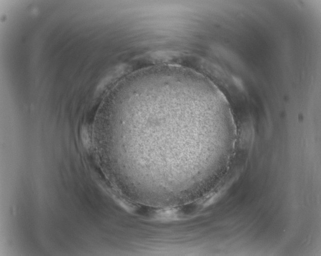 X0000078840335200611201319