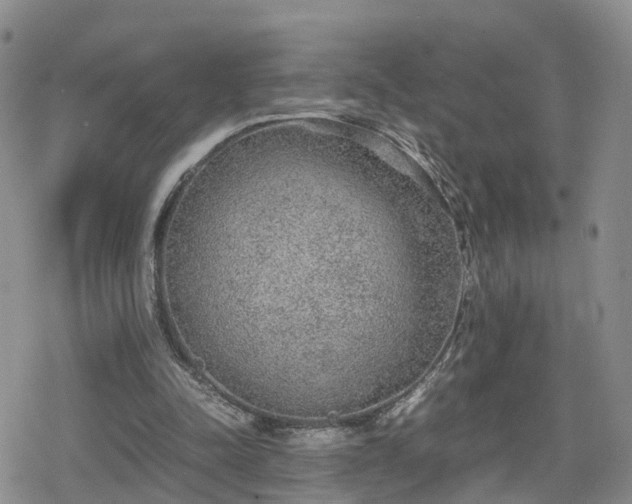 X0000078840342200611201319