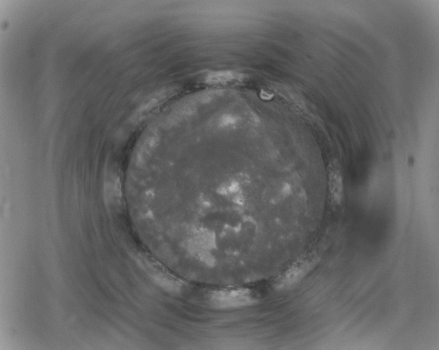 X0000078840375200611201319