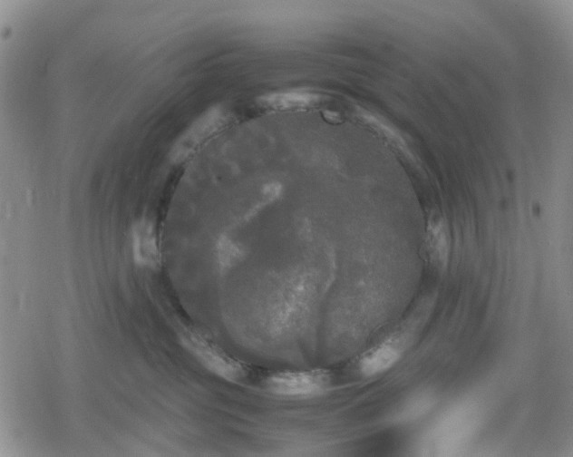 X0000078840381200611201319