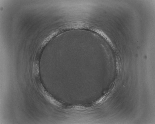 X0000078840393200611201318