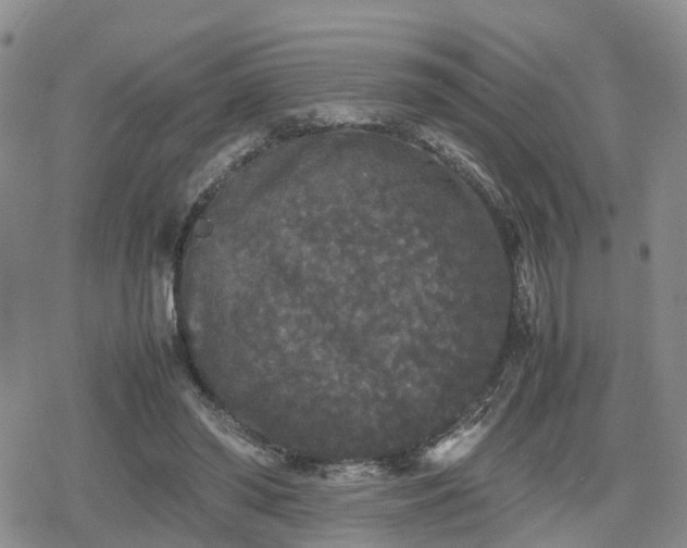 X0000078840398200611201318