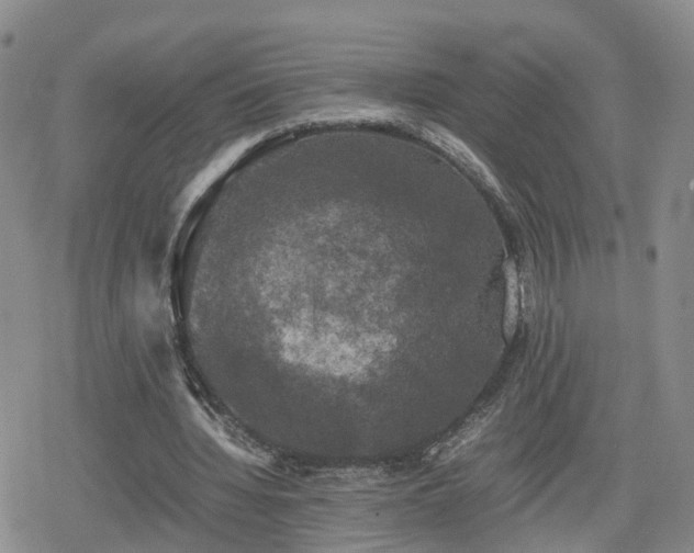 X0000078840436200611201317