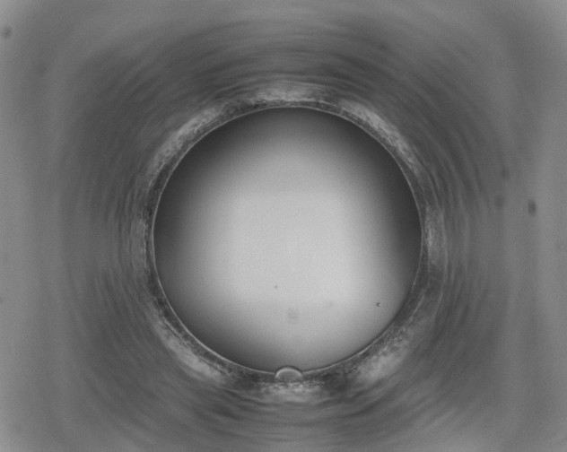 X0000078840445200611201317