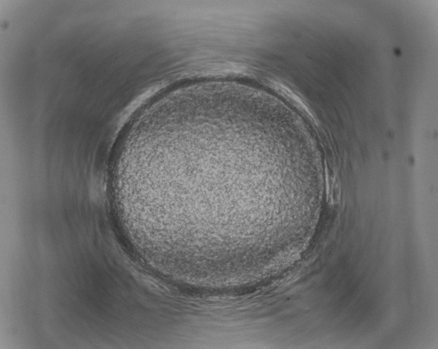 X0000078840483200611201317