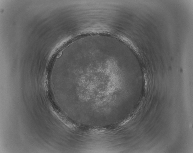 X0000078840680200611201314