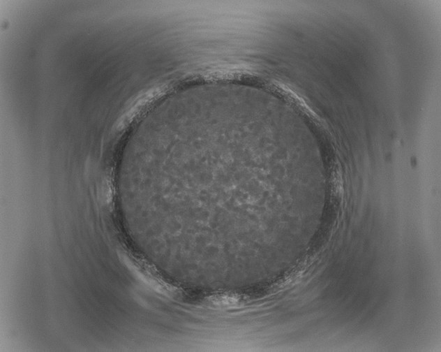 X0000078840687200611201314