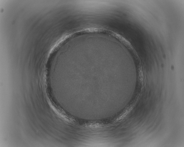 X0000078840730200611201312