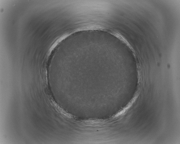 X0000078840781200611201312