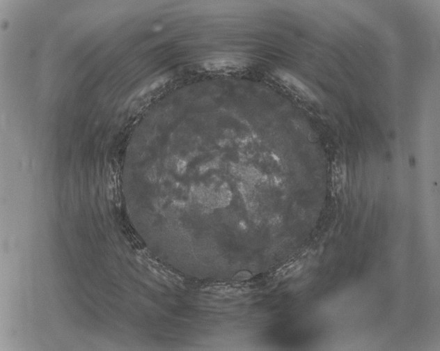 X0000078840917200611201309