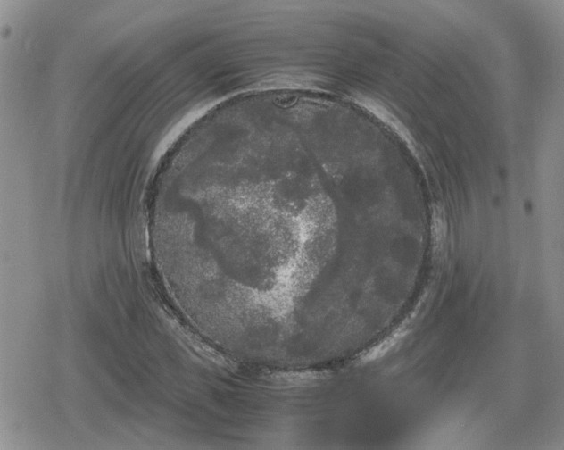 X0000078840925200611201309