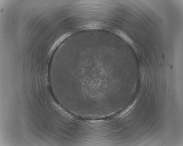 X0000078840930200611201309