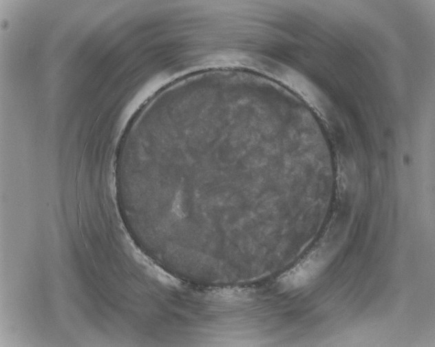 X0000078840950200611201310