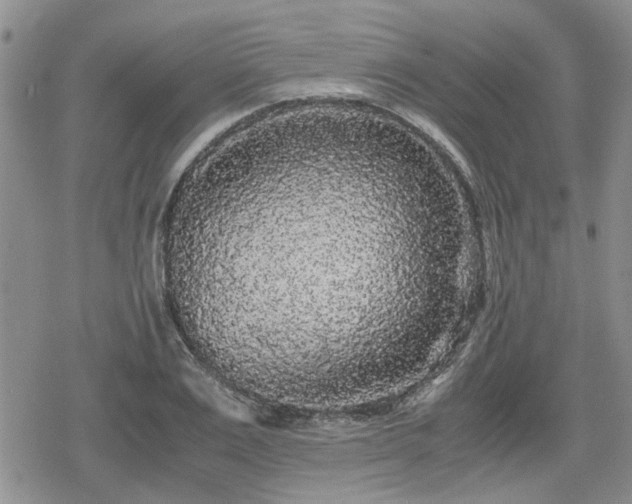 X0000078840983200611201309