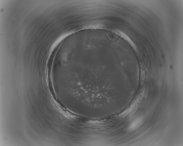 X0000078841035200611201308