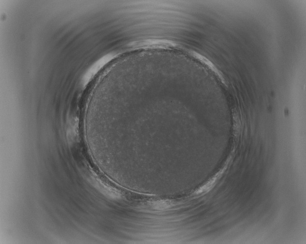 X0000078841066200611201307