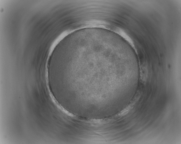 X0000078841096200611201307