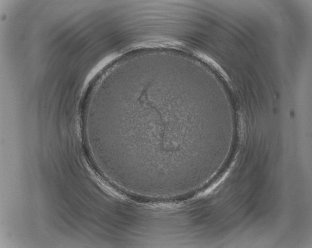 X0000078841114200611201306