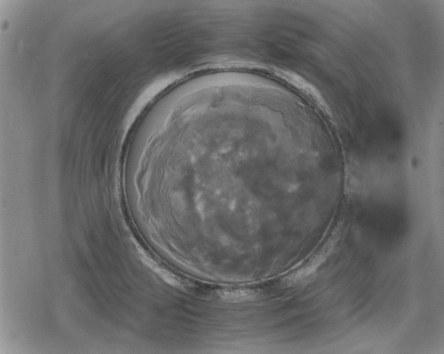 X0000078841231200611201305