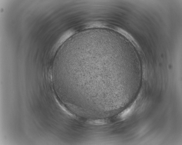 X0000078841241200611201305