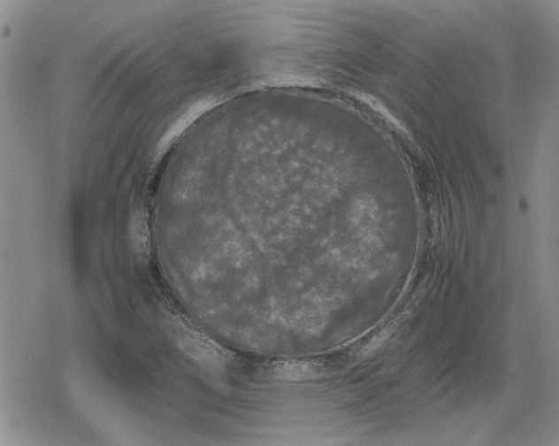 X0000078841266200611201304