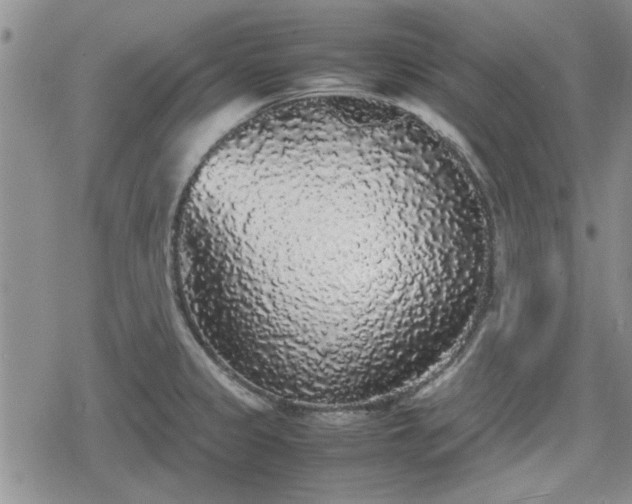 X0000078841333200611201303