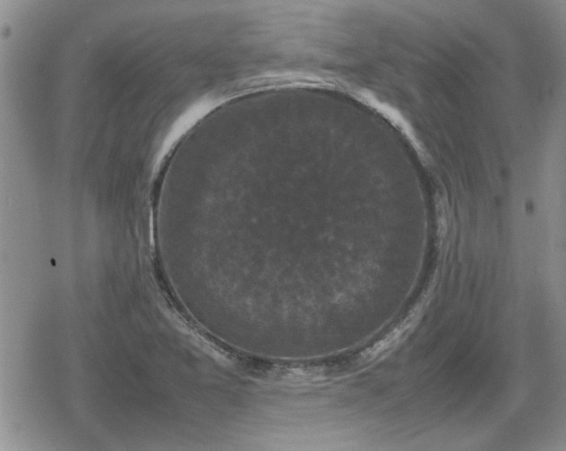 X0000078841365200611201302