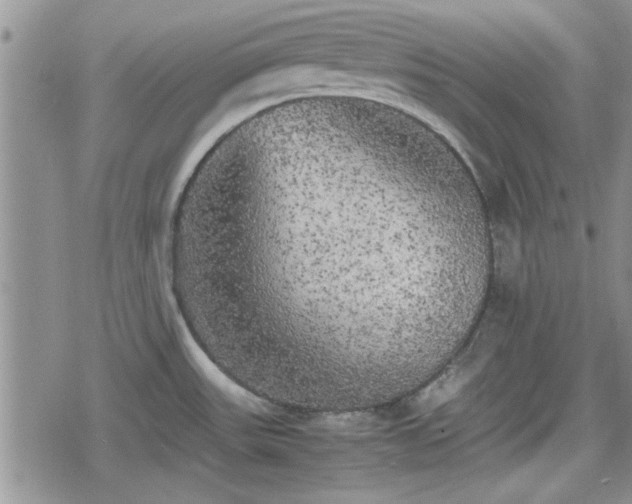 X0000078841531200611201300