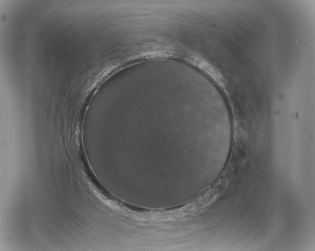 X0000078840009200611271333