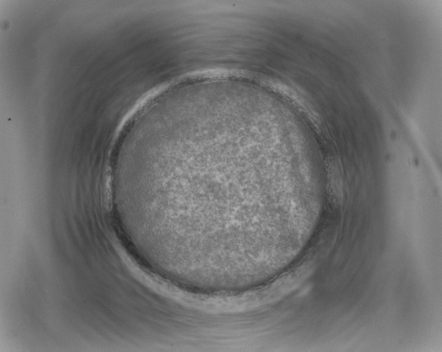 X0000078840016200611271333