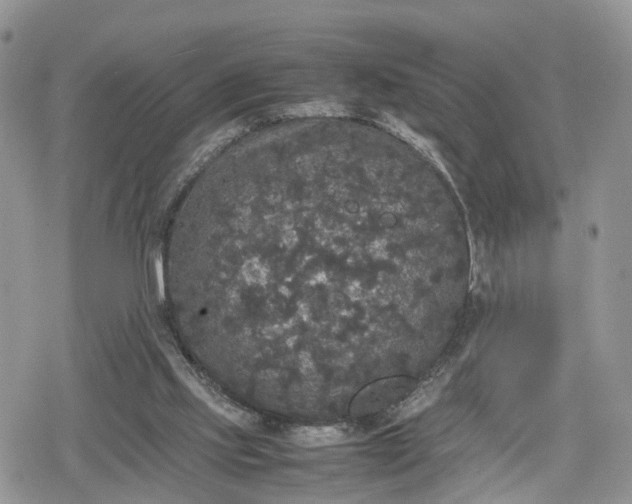 X0000078840061200611271332