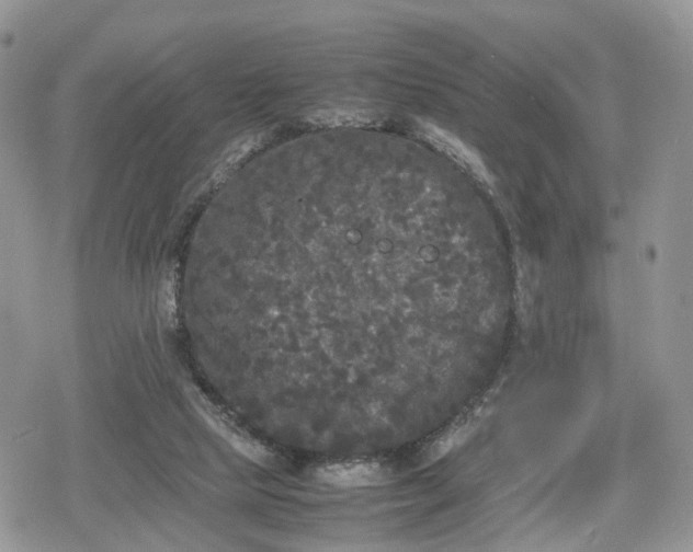 X0000078840065200611271332