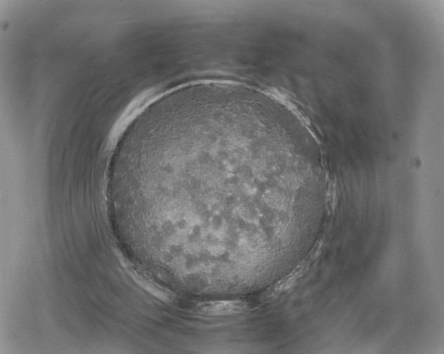 X0000078840151200611271330