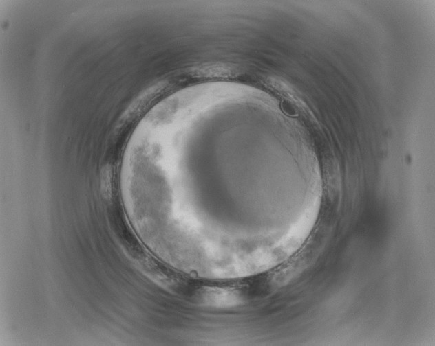 X0000078840167200611271331