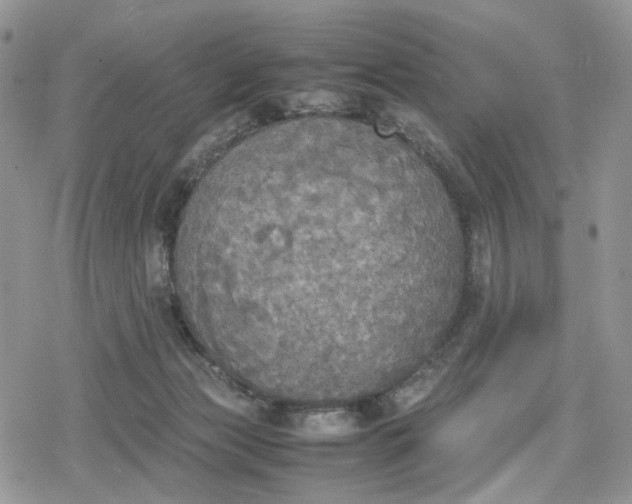 X0000078840173200611271331