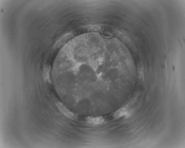 X0000078840185200611271331