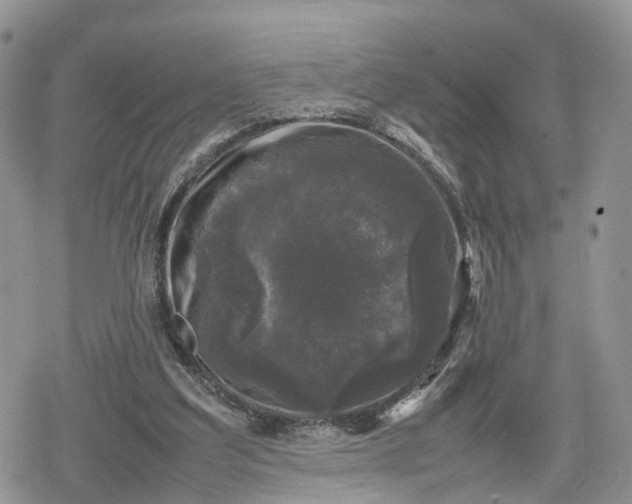 X0000078840203200611271330