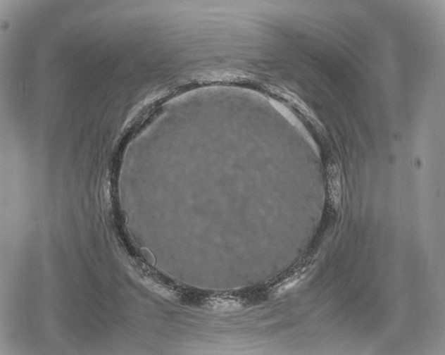 X0000078840207200611271330